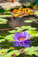 Beautiful Purple lotus and shadow reflected in the water