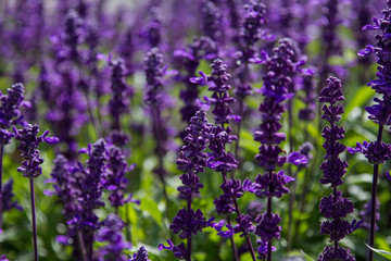 Field of blooming lavender