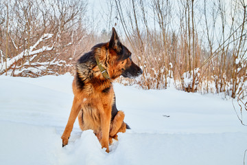 Dog German Shepherd in a winter day