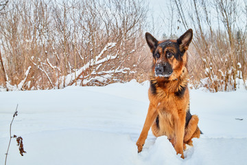 Dog German Shepherd in a winter day