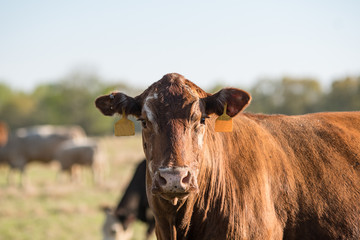 Brown and white crossbred cow
