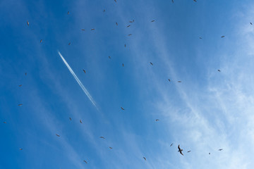 the plane flies around a lot of birds in the blue sky