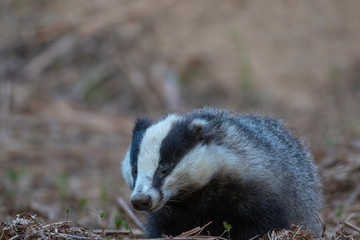Badger, meles meles, portrait near sett while foraging, sniffing air and feeding besides the sett during April/spring in scotland.