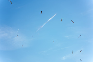 the plane flies around a lot of birds in the blue sky