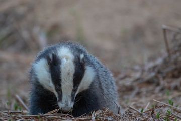 Badger, meles meles, portrait near sett while foraging, sniffing air and feeding besides the sett during April/spring in scotland.