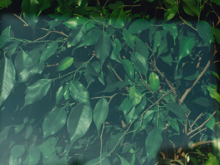 Fototapeta na wymiar Ficus benjamin background.