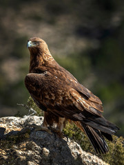Obraz premium Golden Eagle