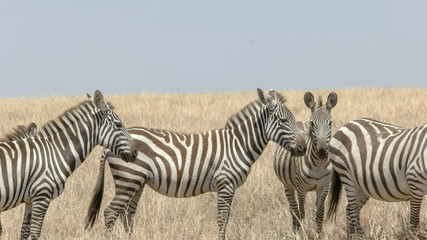 Obraz premium midday close up of a zebra herd in masai mara