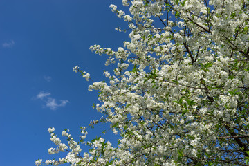 Blooming cherry tree against the blue sky.