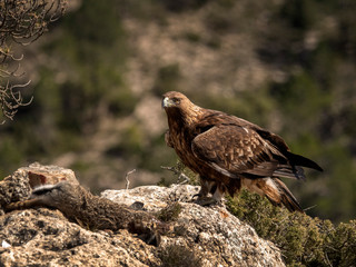 Golden Eagle