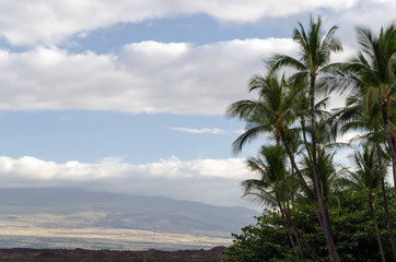 Fototapeta na wymiar Palm branches in Waikoloa resort with Mauna Kea slops in the backround