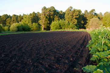 Plowed field near the edge of the forest in the evening