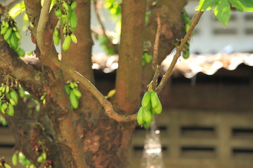 Bilimbi, cucumber tree, or tree sorrel (Averrhoa bilimbi),thailand