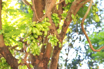 Bilimbi, cucumber tree, or tree sorrel (Averrhoa bilimbi),thailand