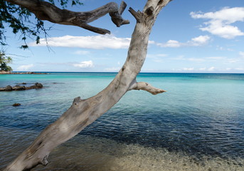 Beautiful trees framing serenity of Waialea  beach