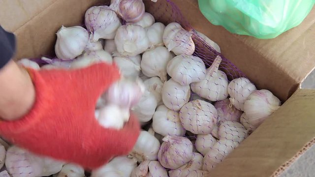 The seller collects fresh Chinese garlic in a sack