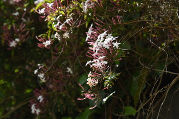 Pink jasmine flowers (Jasminum polyanthum)
