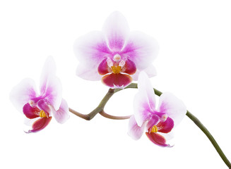 orchid flower isolated on white background clipping path