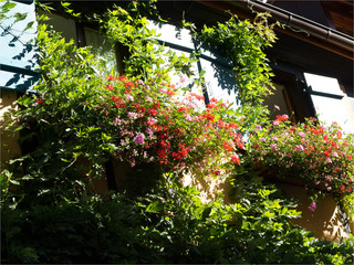 Fototapeta na wymiar maisons traditionnelles fleuries du village alsacien d'Iguilsheim