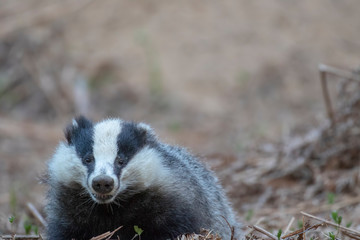 Badger, meles meles, portrait near sett while foraging, sniffing air and feeding besides the sett during April/spring in scotland.
