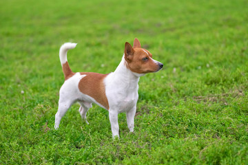 Terrier small dog with a raised tail against a background of green grass