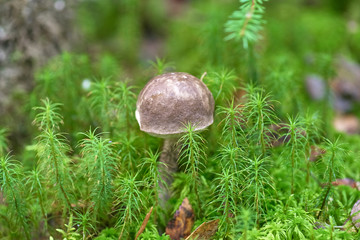 Mushroom moss growing on a stump in the autumn forest