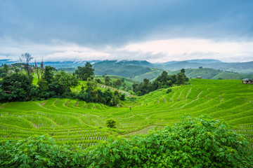 Obraz premium Paddy Rice Field Plantation Landscape with Mountain View Background