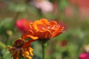 flower in garden