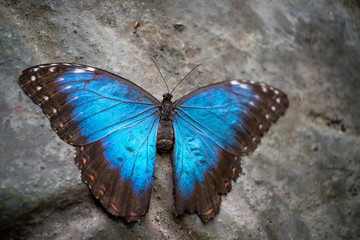 Resting butterfly on rock