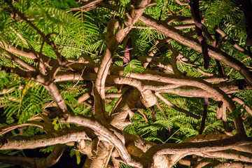 Crown of the tree bottom view. Horizontally.