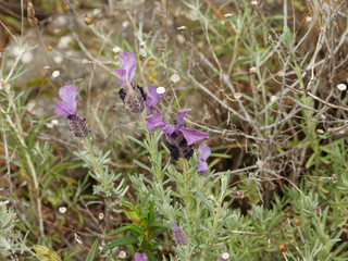 Lavandula stoechas - French lavender flower or topped lavender in mediterranean bassin