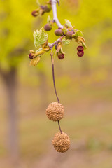 Outdoor sycamore fruit，Platanus acerifolia Willd.