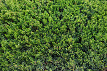 Green natural bush fence as background.