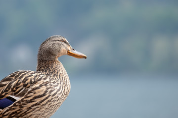 Female Mallard - Blurred Background