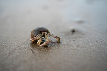 Fototapeta na wymiar Hermit crabs live on the sand by the sea