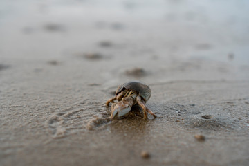 Hermit crabs live on the sand by the sea