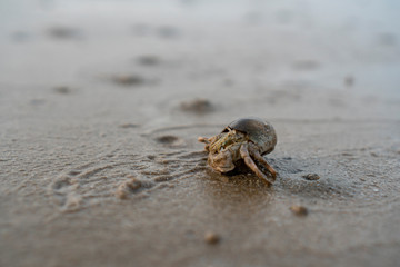 Hermit crabs live on the sand by the sea