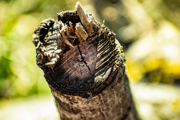Saw cut wood, old wood rot on the nature of the timber unfit, a walk in the woods on the nature, details and elements of the natural flora