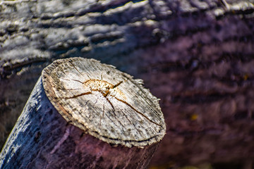 Saw cut wood, old wood rot on the nature of the timber unfit, a walk in the woods on the nature, details and elements of the natural flora