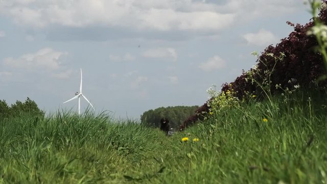 Hunting dog running in a field towards the camera in Den Haag, the Netherlands