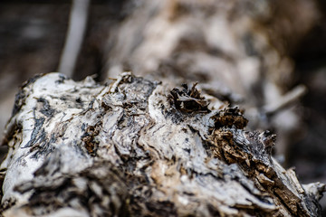 Saw cut wood, old wood rot on the nature of the timber unfit, a walk in the woods on the nature, details and elements of the natural flora