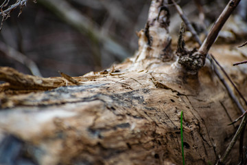 Saw cut wood, old wood rot on the nature of the timber unfit, a walk in the woods on the nature, details and elements of the natural flora