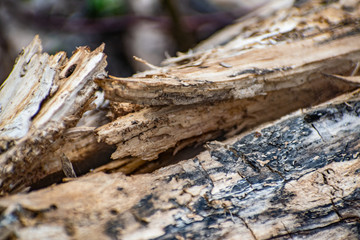 Saw cut wood, old wood rot on the nature of the timber unfit, a walk in the woods on the nature, details and elements of the natural flora
