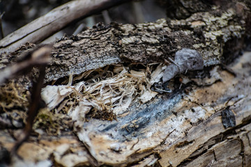 Saw cut wood, old wood rot on the nature of the timber unfit, a walk in the woods on the nature, details and elements of the natural flora