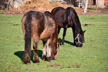 Obraz premium A brown horse grazing in the paddock.