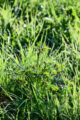 Drops of morning dew on grass.