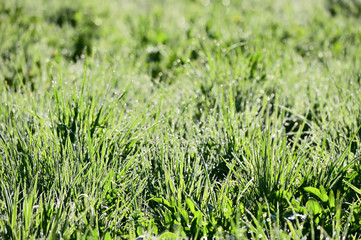 Drops of morning dew on grass.