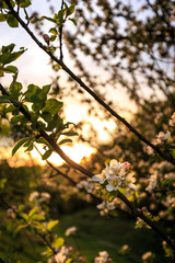 A cherry blossom in sunset light close to the German castle Berlepsch.