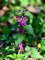 Deaf with violet flowers.