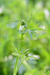 Flower bud on green stem with green leaves.